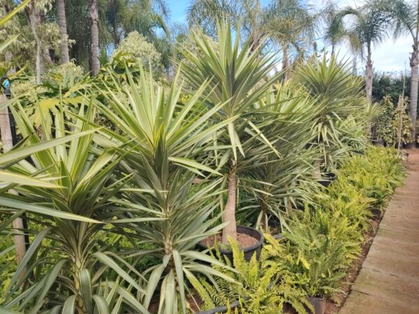 yucca brésil HY gardenia