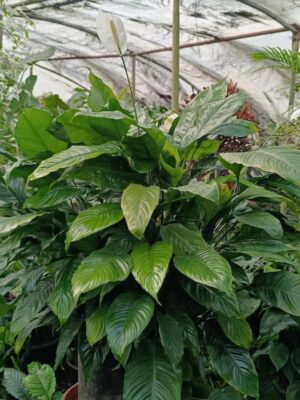 Spathiphyllum-HY gardenia