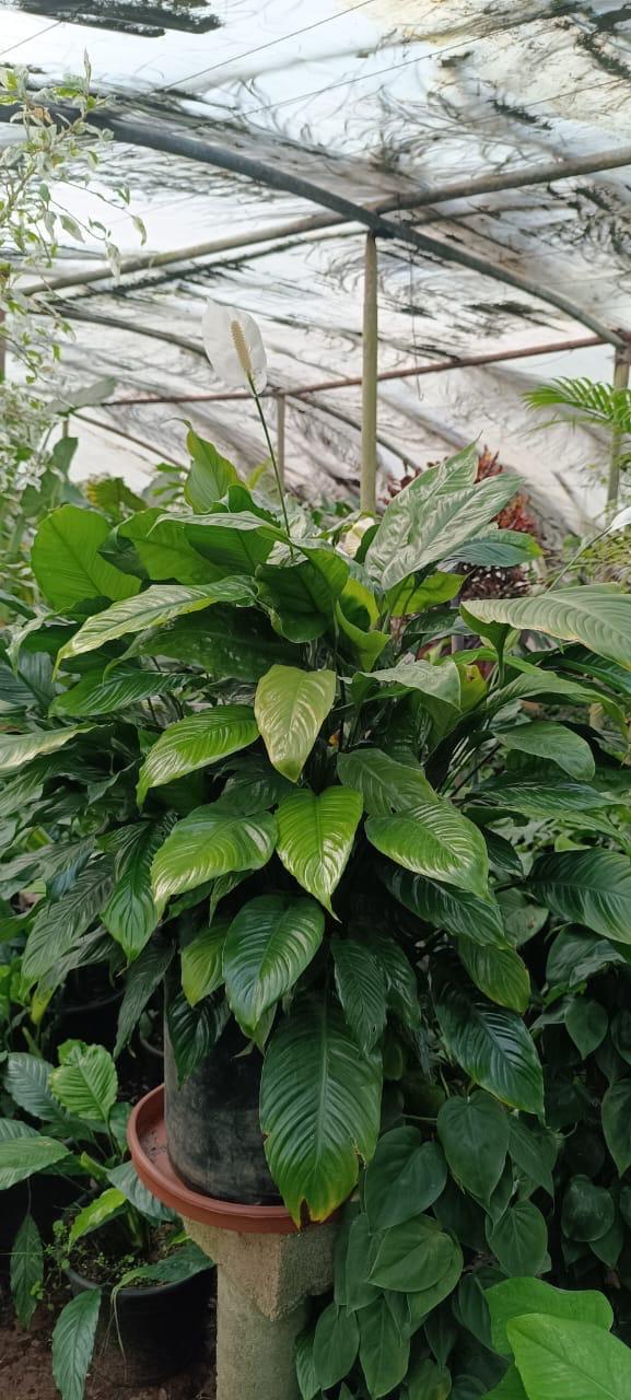 WhatsApp Image 2025-02-28 at 13.55.52 Spathiphyllum-HY gardenia