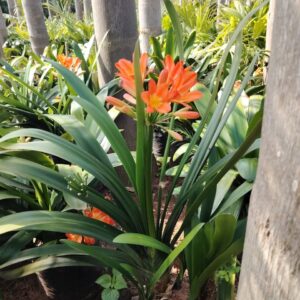 clivia-HY gardenia