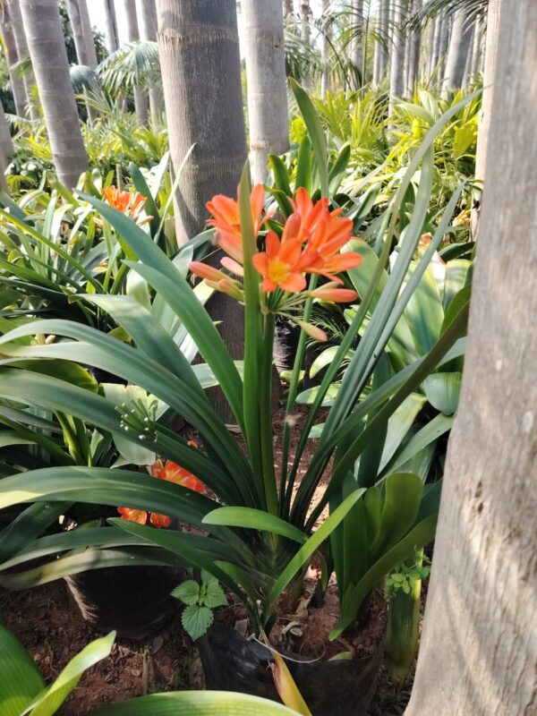 clivia-HY gardenia