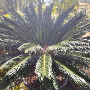 Cycas-HY gardenia