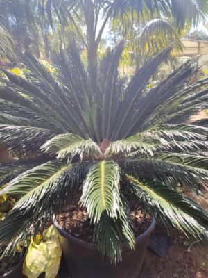 Cycas-HY gardenia