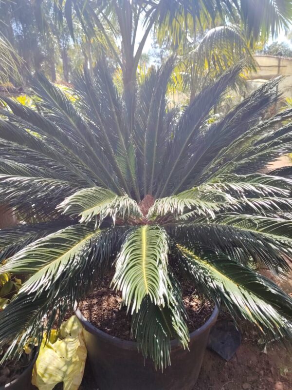 Cycas-HY gardenia