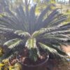 Cycas-HY gardenia