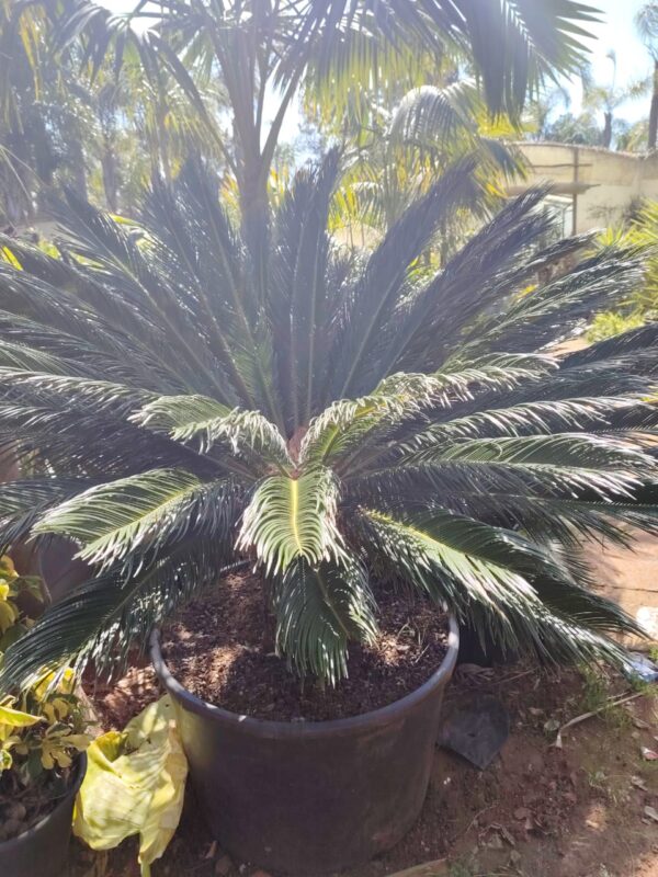 Cycas-HY gardenia