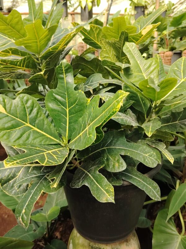 WhatsApp Image 2025-03-04 at 14.35.59 Croton