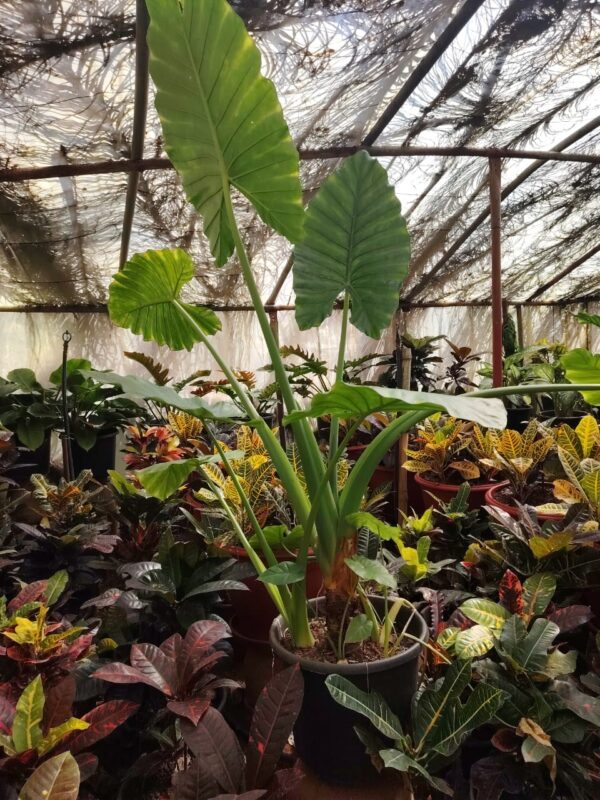 Alocasia-HY gardenia