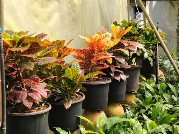 WhatsApp Image 2025-03-06 at 00.46.51 Croton