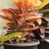 Croton