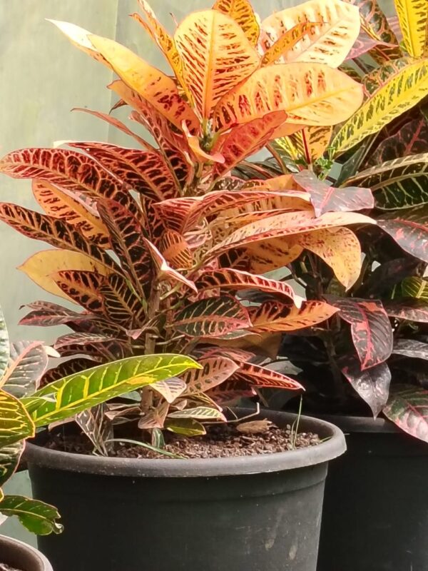 WhatsApp Image 2025-03-06 at 00.46.52 (1) Croton