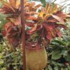 Croton