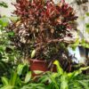 Croton