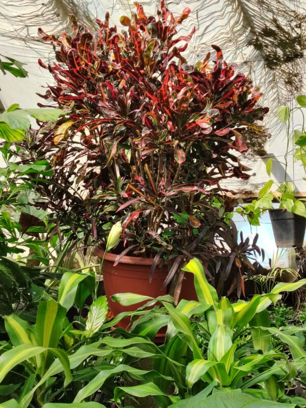 WhatsApp Image 2025-03-06 at 00.46.52 (2) Croton