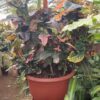 Croton