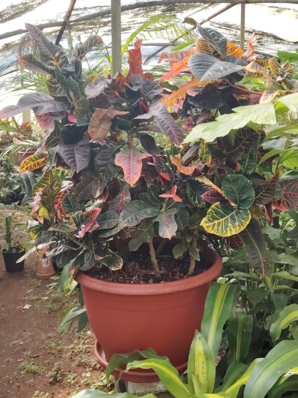 WhatsApp Image 2025-03-06 at 00.46.52 (3) Croton