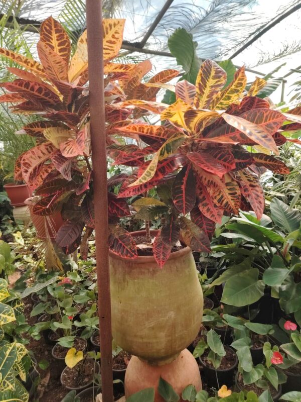 WhatsApp Image 2025-03-06 at 00.46.52 Croton
