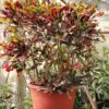 Croton
