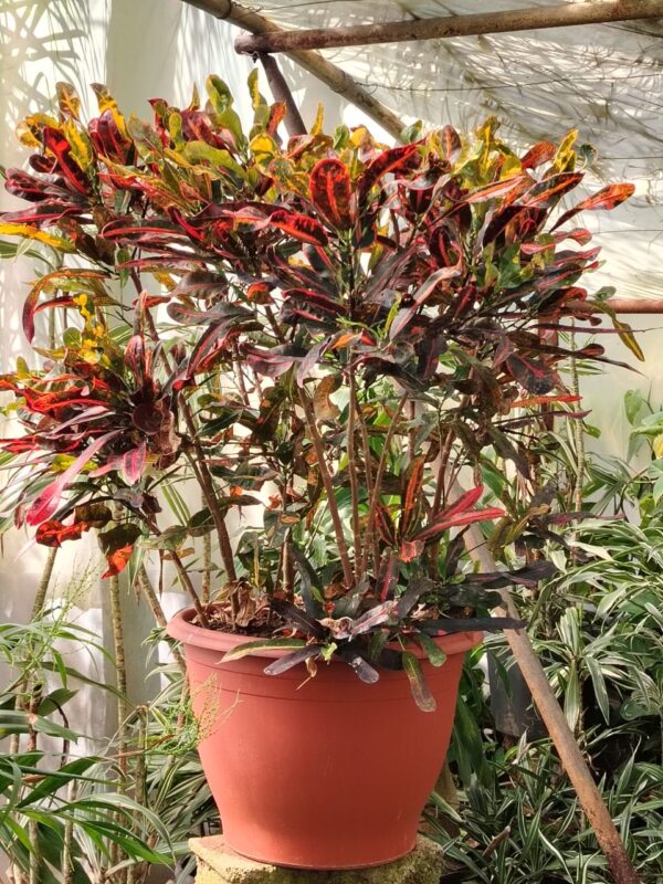 WhatsApp Image 2025-03-06 at 00.46.53 (1) Croton
