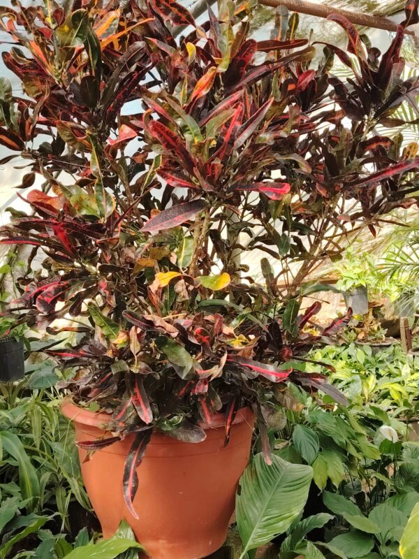 WhatsApp Image 2025-03-06 at 00.46.53 Croton
