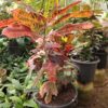 Croton