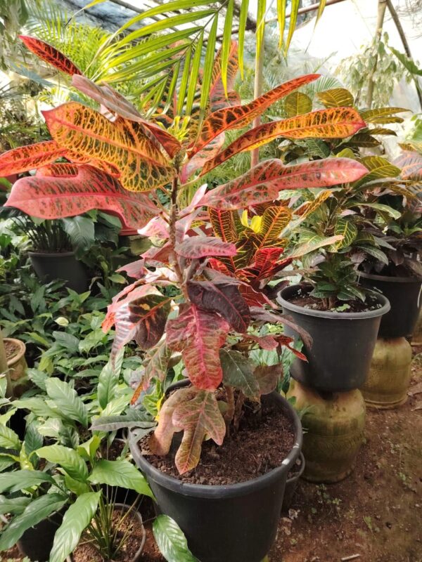 WhatsApp Image 2025-03-06 at 00.46.55 Croton