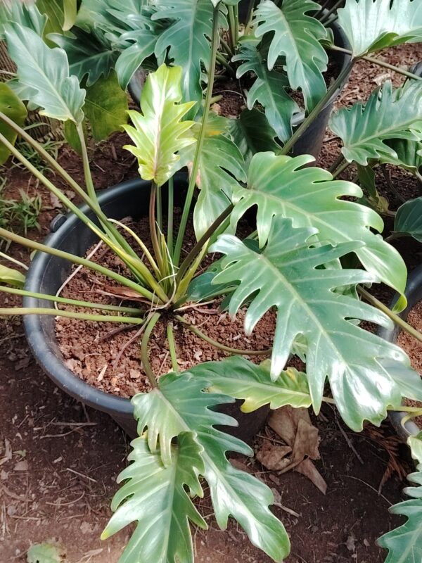 Philodendron Xanadu -HY gardenia